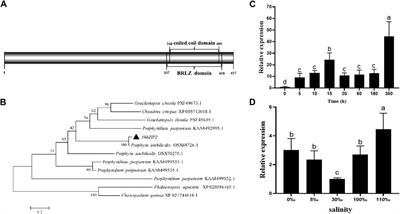 PhbZIP2 regulates photosynthesis-related genes in an intertidal macroalgae, Pyropia haitanensis, under stress